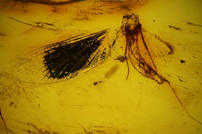 Fossil Mayfly (Ephemeroptera) In Baltic Amber #159793